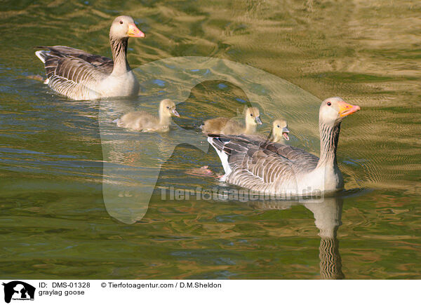 graylag goose / DMS-01328