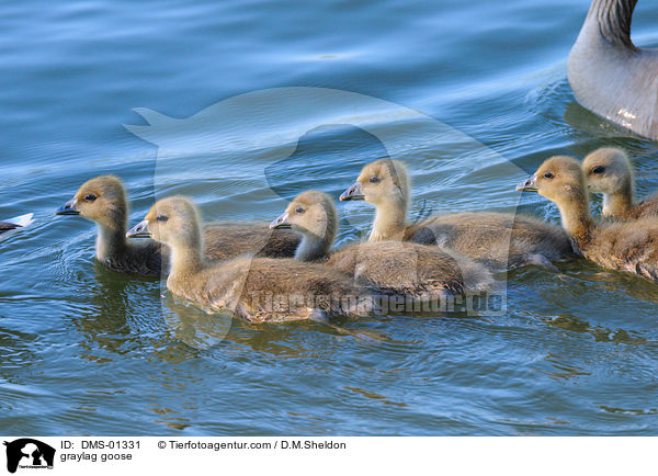 graylag goose / DMS-01331