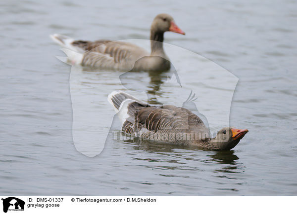 graylag goose / DMS-01337