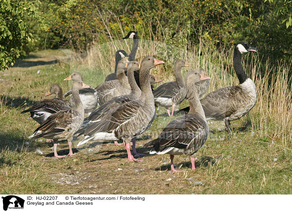 Graugnse und Kanadagnse / Greylag and Canada Geeses / HJ-02207