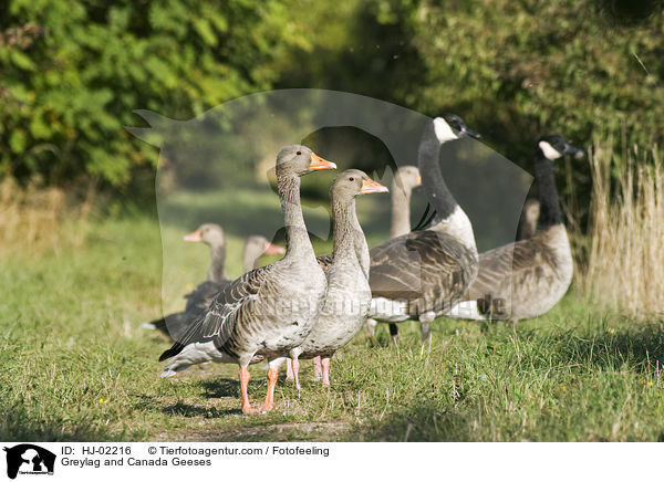 Graugnse und Kanadagnse / Greylag and Canada Geeses / HJ-02216