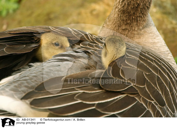 Grauganskken / young graylag geese / AB-01341