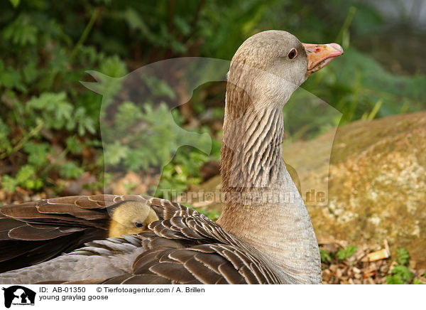 Grauganskken / young graylag goose / AB-01350