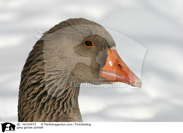 grey goose portrait / HJ-03473