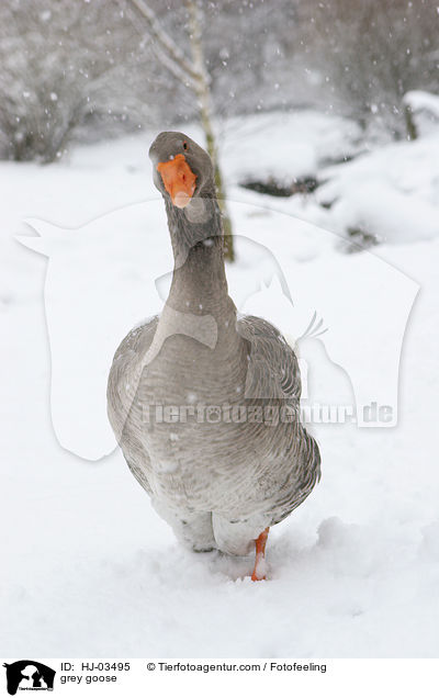 grey goose / HJ-03495