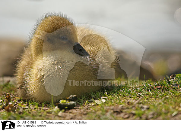 young greylag goose / AB-01583