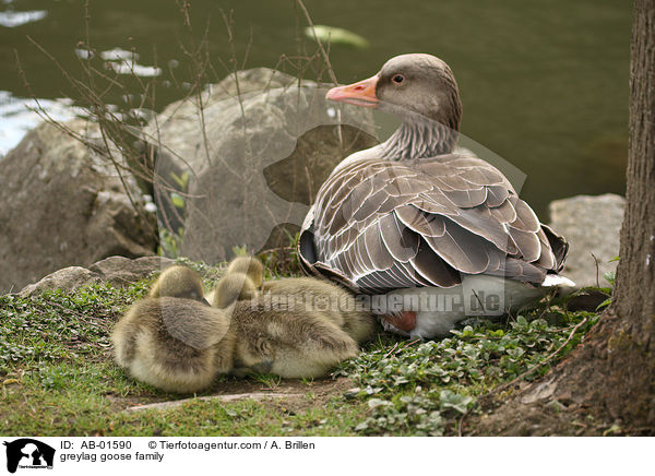 greylag goose family / AB-01590