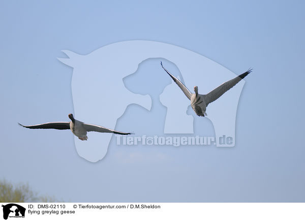 flying greylag geese / DMS-02110