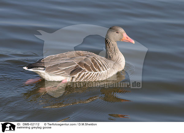 swimming greylag goose / DMS-02112