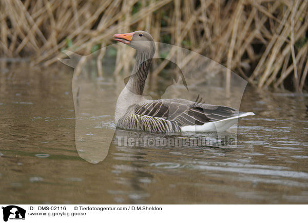 swimming greylag goose / DMS-02116