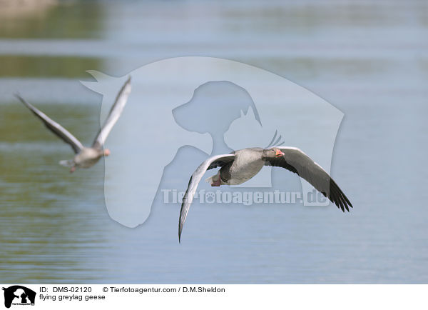 flying greylag geese / DMS-02120