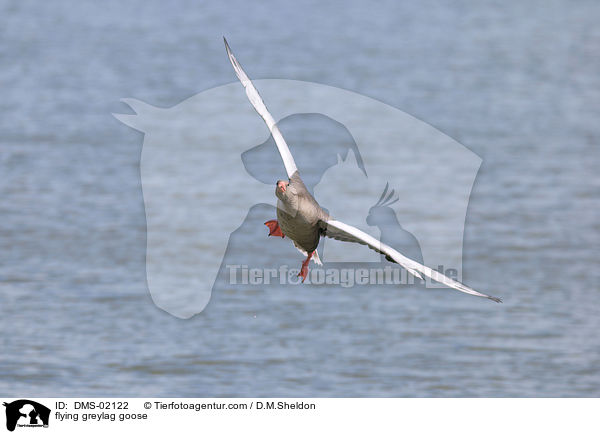 flying greylag goose / DMS-02122