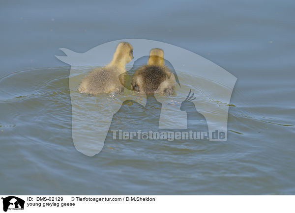young greylag geese / DMS-02129