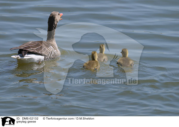 greylag geese / DMS-02132