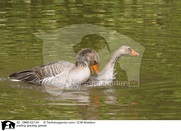 pairing greylag geese / DMS-02134