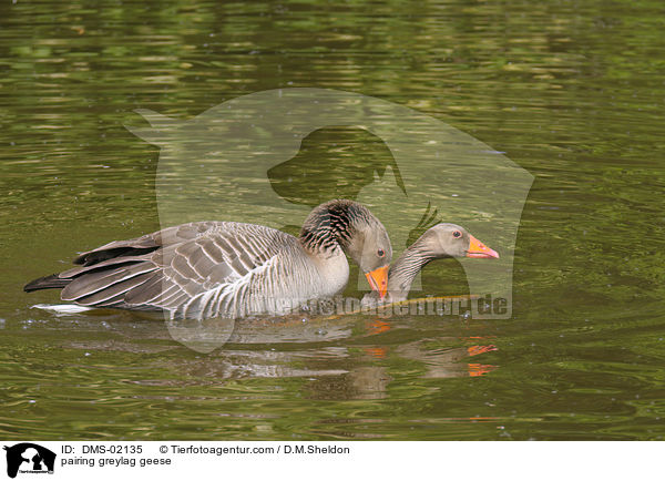 pairing greylag geese / DMS-02135