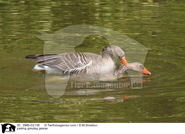 pairing greylag geese / DMS-02136