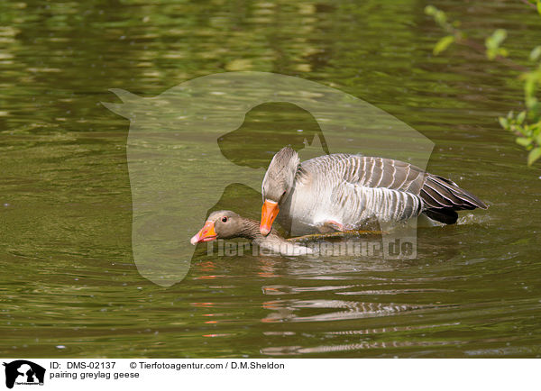 pairing greylag geese / DMS-02137