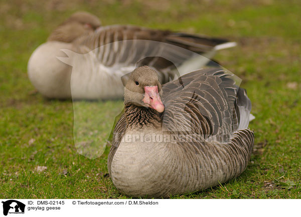 greylag geese / DMS-02145