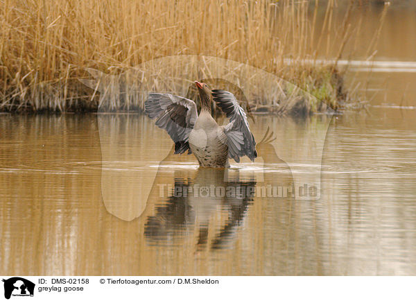 greylag goose / DMS-02158