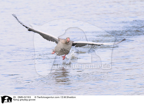 flying greylag goose / DMS-02163