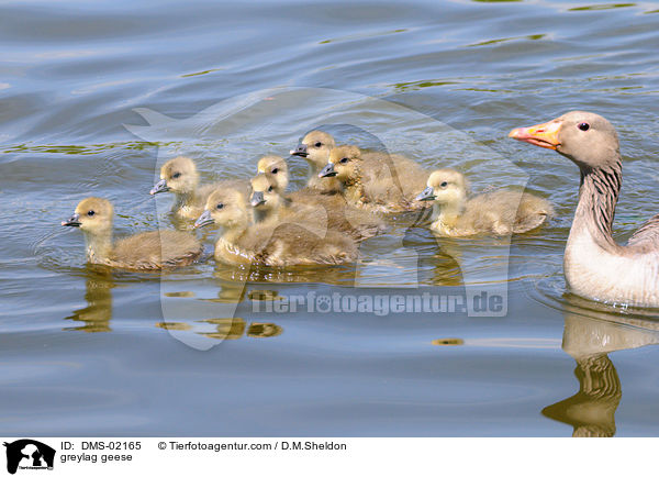 greylag geese / DMS-02165