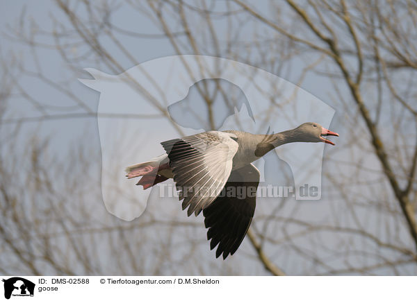 Graugans / goose / DMS-02588