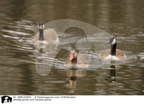 greylag goose and Canada geese / DMS-02649