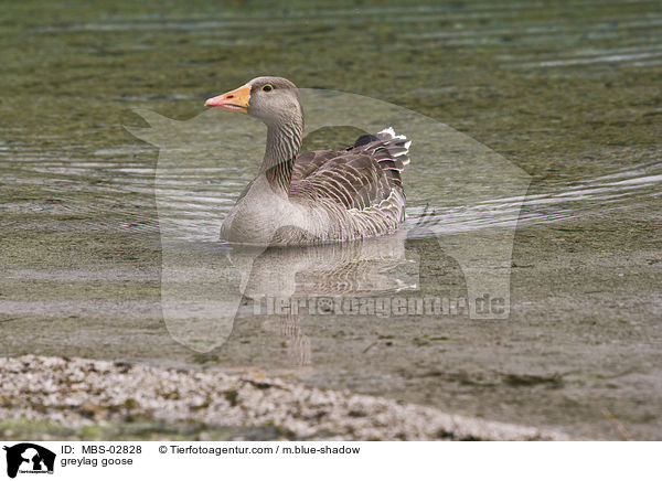 greylag goose / MBS-02828
