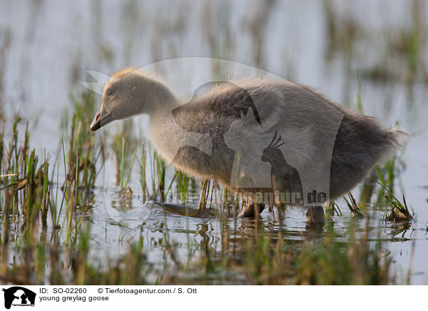 young greylag goose / SO-02260