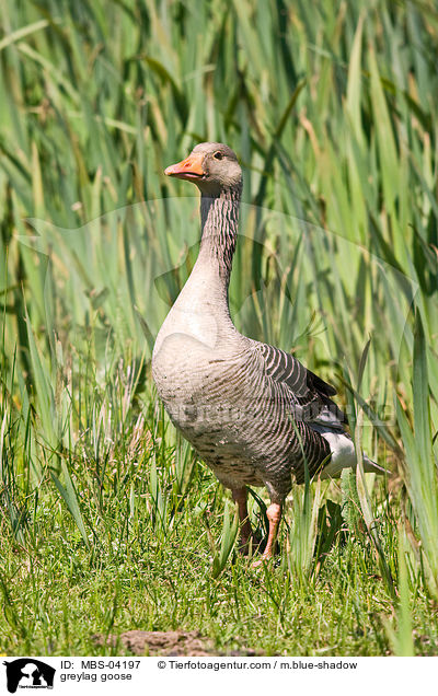 greylag goose / MBS-04197