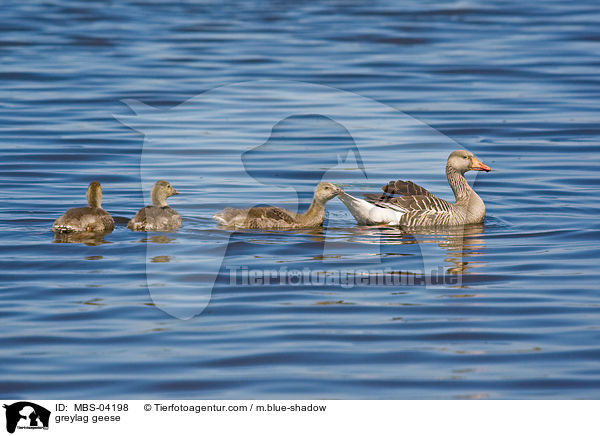 greylag geese / MBS-04198