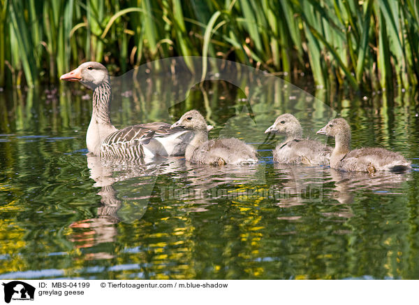greylag geese / MBS-04199