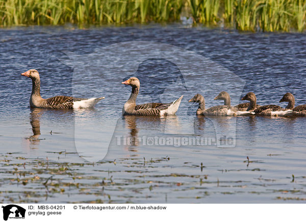 greylag geese / MBS-04201