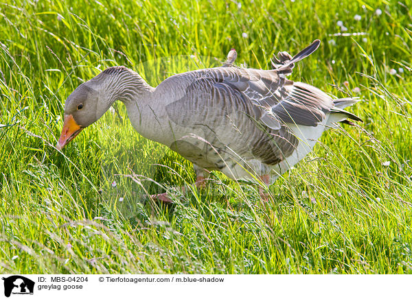 greylag goose / MBS-04204