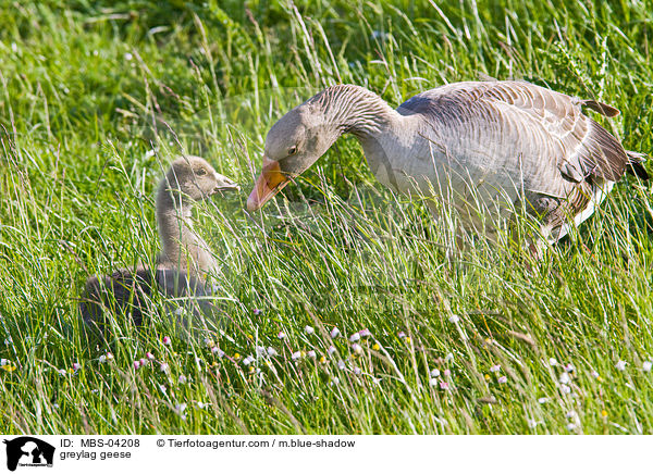 greylag geese / MBS-04208