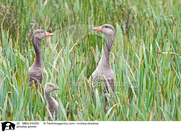 greylag geese / MBS-04209