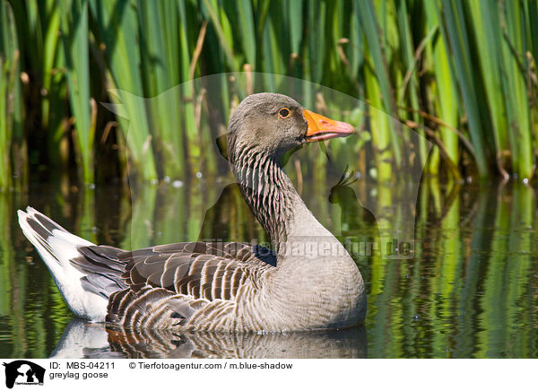greylag goose / MBS-04211
