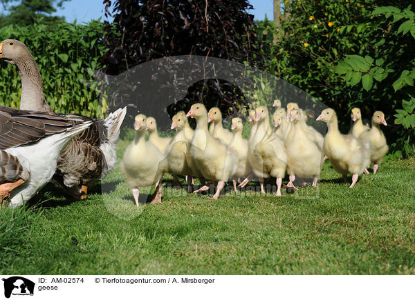 geese / AM-02574