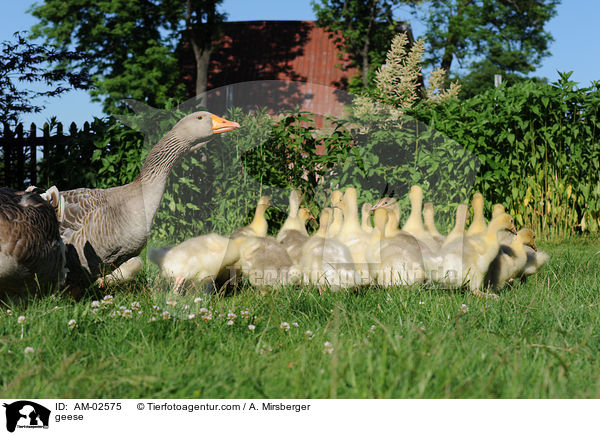 geese / AM-02575