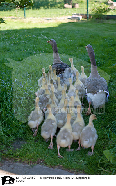 geese / AM-02582