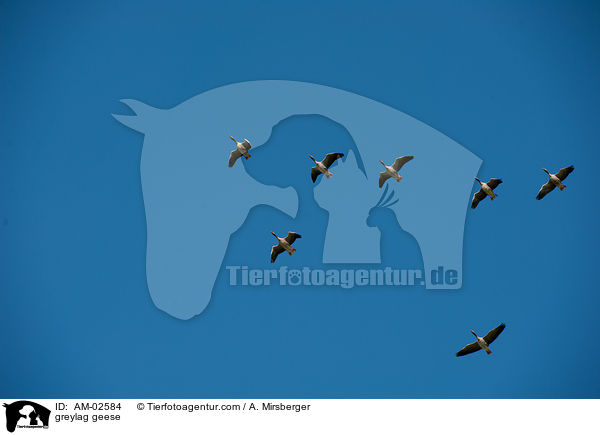 greylag geese / AM-02584