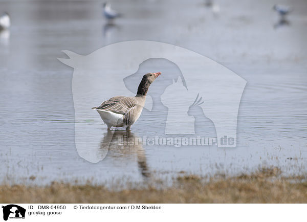greylag goose / DMS-04950