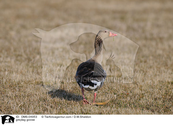 greylag goose / DMS-04953