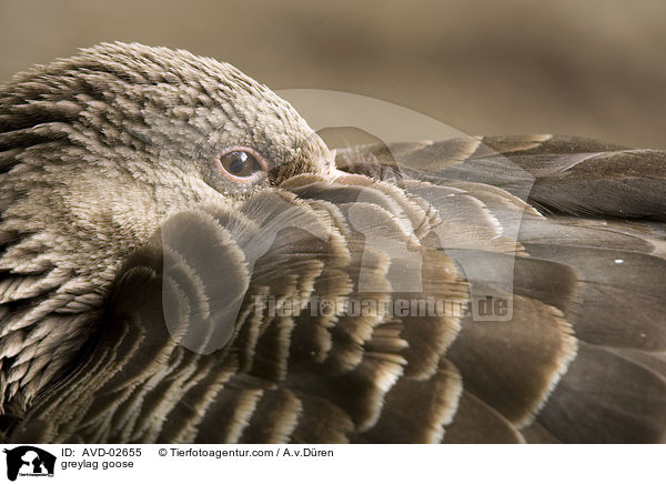 greylag goose / AVD-02655