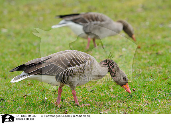 greylag geese / DMS-05087