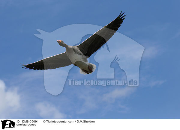 greylag goose / DMS-05091