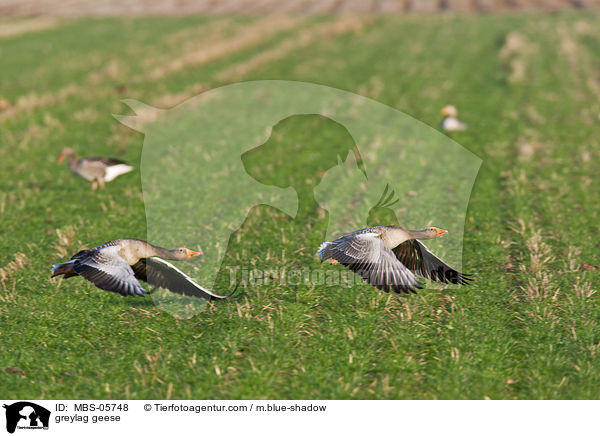 greylag geese / MBS-05748