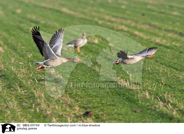 greylag geese / MBS-05749
