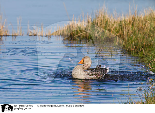 greylag goose / MBS-05752